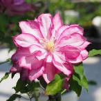 ショッピングクレマチス 予約販売 クレマチス 苗 あなたの笑顔が見たいから パテンス系 落合さんのクレマチス 2年生苗 10.5cmポット ochi 3月上旬以降発送