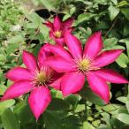 予約販売 クレマチス 苗 ガーデナーズエンジン パテンス系 落合さんのクレマチス 2年生苗 10.5cmポット ochi 3月上旬以降発送