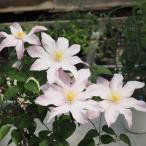 予約販売 クレマチス 苗 ローズ・シュプリーム パテンス系 落合さんのクレマチス 2年生苗 10.5cmポット ochi 3月上旬以降発送