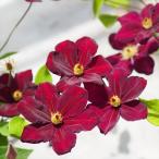 ショッピングクレマチス 予約販売 クレマチス 苗 朱鳥（あかみとり） ビチセラ系 落合さんのクレマチス 2年生苗 10.5cmポット ochi 3月上旬以降発送