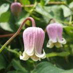 予約販売 クレマチス 苗 バーシカラー ヴィオルナ系 落合さんのクレマチス 2年生苗 10.5cmポット ochi 3月上旬以降発送