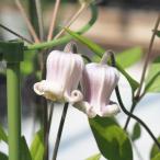 ショッピングクレマチス 予約販売 クレマチス 苗 はるひ野 ヴィオルナ系 落合さんのクレマチス 2年生苗 10.5cmポット ochi 3月上旬以降発送