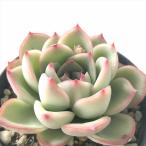 多肉植物 skエケベリア シルアンス 多肉植物 エケベリア 7.5cmポット