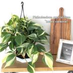観葉植物 フィロデンドロン オキシカルジューム ブラジルカーニバル 5号 吊り鉢 吊り下げ ハンギング 観葉植物 室内 贈り物 プレゼント インテリア おしゃれ