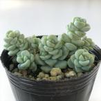 多肉植物 hmセダム ペレスデラロサエ 多肉植物 セダム 6cmポット