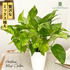  декоративное растение pothos 3 цвет ..3.5 номер горшок lime мрамор Queen flash декоративное растение маленький размер маленький салон подарок подарок интерьер модный 