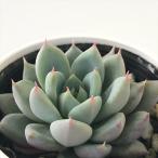 ショッピングエケベリア 多肉植物 hmエケベリア ホワイトレディ 多肉植物 エケベリア 6cmポット