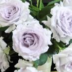 予約販売 バラ 苗 バラ 新苗 河本バラ園 亜欧 品種登録出願中 四季咲き 薔薇 ばら 送料無料 白 has 5月中旬以降発送