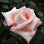 ショッピングバラ バラ苗 バラ新苗 ニュージーランド 四季咲き 大輪 薔薇 ばら ピンク tros