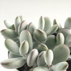  суккулентное растение cakochire Don удача ... суккулентное растение kochire Don 10.5cm pot 