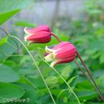 ショッピングクレマチス 予約販売 クレマチス 苗 アップルレッド ヴィオルナ系 杉本さんのクレマチス 3号ポット sugi 3月上旬以降発送