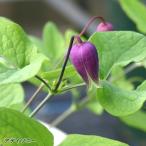 ショッピングクレマチス 予約販売 クレマチス 苗 アディソニー ヴィオルナ系 杉本さんのクレマチス 3号ポット sugi 3月上旬以降発送