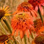 ショッピングエキナセア 予約販売 エキナセア 苗 イレジスタブル 9cmポット ムラサキバレンギク 多年草 ガーデニング 花苗 宿根草苗 tne 4月下旬以降発送