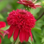 ショッピングエキナセア 予約販売 エキナセア 苗 エキセントリック 9cmポット ムラサキバレンギク 多年草 ガーデニング 花苗 宿根草苗 tne 4月下旬以降発送