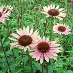 ショッピングエキナセア 予約販売 エキナセア 苗 カリビアングリーン 9cmポット ムラサキバレンギク 多年草 ガーデニング 花苗 宿根草苗 tne 4月下旬以降発送