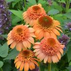 ショッピングエキナセア 予約販売 エキナセア 苗 スプリームカンタルーペ 9cmポット ムラサキバレンギク 多年草 ガーデニング 花苗 宿根草苗 tne 4月下旬以降発送