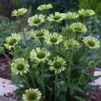 ショッピングエキナセア 予約販売 エキナセア 苗 グリーンジュエル 9cmポット ムラサキバレンギク 多年草 ガーデニング 花苗 宿根草苗 tne 4月下旬以降発送