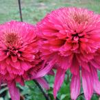 ショッピングエキナセア 予約販売 エキナセア 苗 サザンベル 9cmポット ムラサキバレンギク 多年草 ガーデニング 花苗 宿根草苗 tne 4月下旬以降発送
