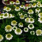 ショッピングエキナセア 予約販売 エキナセア 苗 デリシャスヌガー 9cmポット ムラサキバレンギク 多年草 ガーデニング 花苗 宿根草苗 tne 4月下旬以降発送