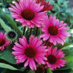 ショッピングエキナセア 予約販売 エキナセア 苗 ファタルアトラクション 9cmポット ムラサキバレンギク 多年草 ガーデニング 花苗 宿根草苗 tne 4月下旬以降発送