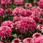 ショッピングエキナセア 予約販売 エキナセア 苗 ブラックベリートリュフ 9cmポット ムラサキバレンギク 多年草 ガーデニング 花苗 宿根草苗 tne 4月下旬以降発送