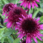 ショッピングエキナセア 予約販売 エキナセア 苗 ブルーベリーチーズケーキ 9cmポット ムラサキバレンギク 多年草 ガーデニング 花苗 宿根草苗 tne 4月下旬以降発送