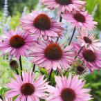ショッピングエキナセア 予約販売 エキナセア 苗 プロフュージョン 9cmポット ムラサキバレンギク 多年草 ガーデニング 花苗 宿根草苗 tne 4月下旬以降発送