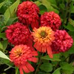 ショッピングエキナセア 予約販売 エキナセア 苗 ホットパパイヤ 9cmポット ムラサキバレンギク 多年草 ガーデニング 花苗 宿根草苗 tne 4月下旬以降発送