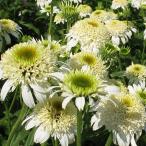 ショッピングエキナセア 予約販売 エキナセア 苗 ホワイトダブルデライト 9cmポット ムラサキバレンギク 多年草 ガーデニング 花苗 宿根草苗 tne 4月下旬以降発送