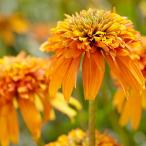 ショッピングエキナセア 予約販売 エキナセア 苗 マーマレード 9cmポット ムラサキバレンギク 多年草 ガーデニング 花苗 宿根草苗 tne 4月下旬以降発送