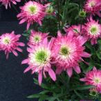 ショッピングエキナセア 予約販売 エキナセア 苗 ミニベル 9cmポット ムラサキバレンギク 多年草 ガーデニング 花苗 宿根草苗 tne 4月下旬以降発送