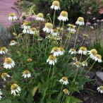 ショッピングエキナセア 予約販売 エキナセア 苗 ミルクシェイク 9cmポット ムラサキバレンギク 多年草 ガーデニング 花苗 宿根草苗 tne 4月下旬以降発送