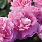 予約販売 バラ苗 ガーデンローズ トゥルーパフューム トゥルーブルーム 4号鉢 薔薇 ばら tmb 4月中旬以降発送