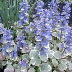 予約販売 宿根草の苗 アジュガ 苗 バーガンディグロウ