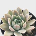  суккулентное растение skekebeli Agras Heart суккулентное растение ekebe задний 7.5cm pot 