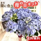 \まだ間に合う/ 母の日 プレゼント アジサイ クリスタルヴェール2 5号鉢 送料無料 母の日ギフト 花 鉢植え ラグランジア あじさい 紫陽花