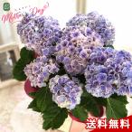 | скидка за ранний заказ | День матери подарок гортензия Princess Charlotte голубой 5 номер горшок бесплатная доставка День матери подарок цветок растение в горшке .... фиолетовый . цветок Япония цветок ki Ryuutsu 