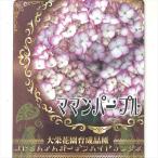 アジサイ ママンパープル 10.5cmポット 大栄花園 ハイドランジア 苗 花苗 苗木 あじさい 紫陽花