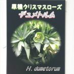 原種クリスマスローズ苗 デュメトルム 実生苗 落葉性 9cmポット ヘレボルス 宿根草 ガーデニング nbnc