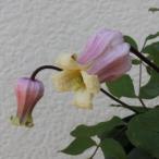 ショッピングクレマチス 予約販売　クレマチス 苗 桐壺 ヴィオルナ系 壺型 ベル型 2年生苗 4号鉢 はなせきぐち hsg 3月上旬以降発送