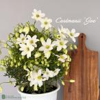 ショッピングクレマチス 予約販売 クレマチス カートマニージョー 5号鉢 送料無料 ギフト プレゼント 鉢植え 鉢花 3月中旬以降発送