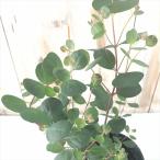  Heart leaf эвкалипт рассада web s терьер na10.5cmL pot символ tree саженец Hanaki трава рассада Herb