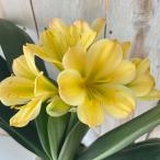  предварительный заказ распродажа .. орхидея mi Ray свет .daruma серия knsi Ran 5 номер цветочный горшок . имеется knsi Ran растение в горшке цветочный горшок bjf 2 месяц сверху . после отправка 