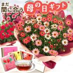 母の日 プレゼント 選べる 花と紅茶 5号鉢 カーネーション ミニバラ マーガレット 和紅茶 国産紅茶 花とセット 送料無料 母の日ギフト 花 鉢植え