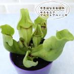 予約販売 不思議な食虫植物 サラセニア プルプレアベノーサ 3.5号鉢 食虫植物 水生植物 dsy 6月中旬以降発送