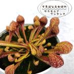 商品画像2