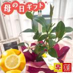 【遅れてごめんね】母の日 プレゼント レモンの木 花芽付き 4号鉢 送料無料 母の日ギフト 苗木 花 鉢植え best