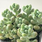 ショッピング多肉植物 多肉植物 seセダム 天使のしずく 多肉植物 セダム 9cmポット