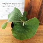 観葉植物コウモリランビカクシダエレ...