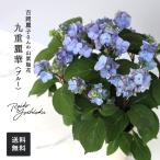 予約販売 吉岡麗子さんの山アジサイ 九重麗華 ブルー 4号鉢 送料無料 ヤマアジサイ 山紫陽花 ギフトプレゼント 鉢植え 鉢花 4月下旬以降発送